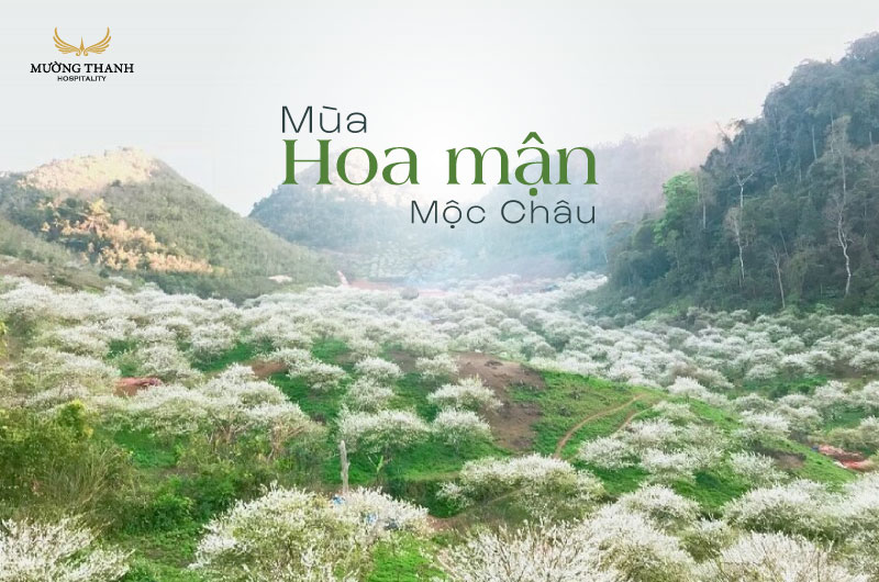 images/news/2025/02/original/mua-hoa-man-moc-chau_1739516000.jpg