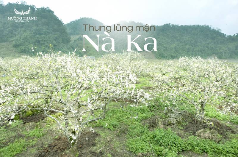 images/news/2025/02/original/thung-lung-man-na-ka-moc-chau_1739768335.jpg